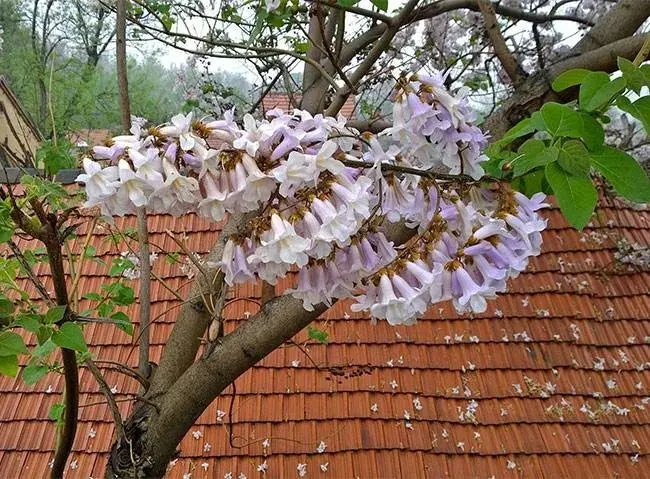 泡桐花的花语是什么，传说是什么