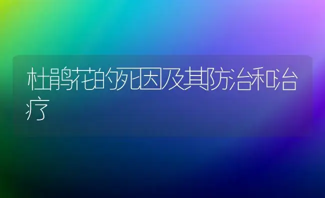 杜鹃花的死因及其防治和治疗 | 家庭养花