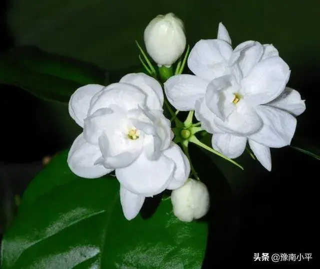 茉莉花插枝繁殖在什么季节最好?要怎么样处理？