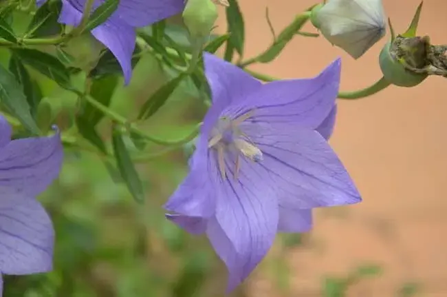 桔梗花的花语和传说