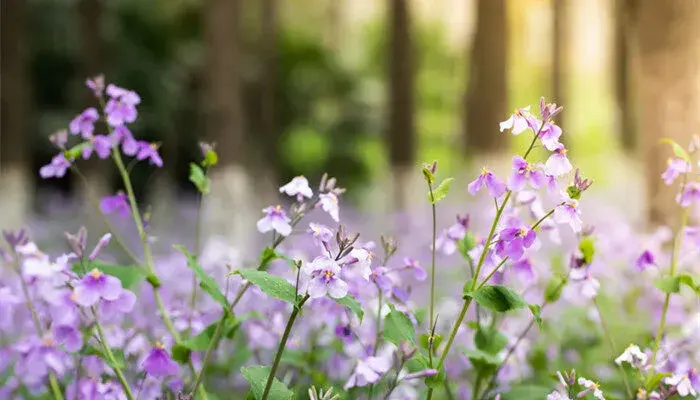 二月兰花语 二月兰花语和寓意