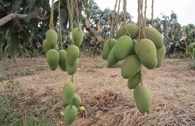 芒果树苗几年能够结果？