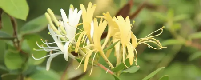 山区适合种植什么项目，可以试试种植以下中药材