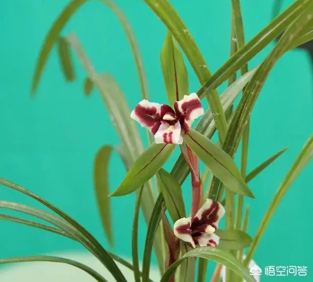 兰花长花苞后如何浇水？