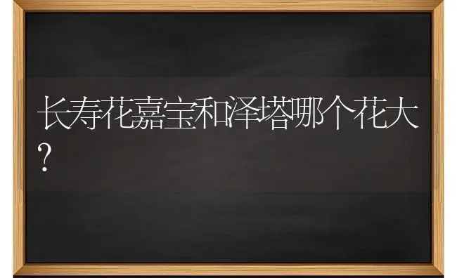 长寿花嘉宝和泽塔哪个花大？ | 多肉养殖