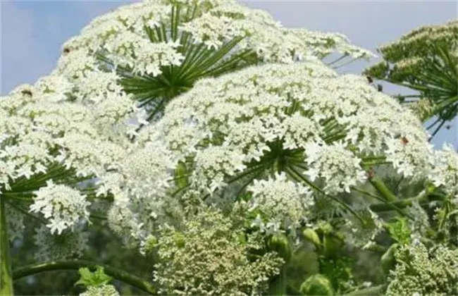 白芷栽培技术