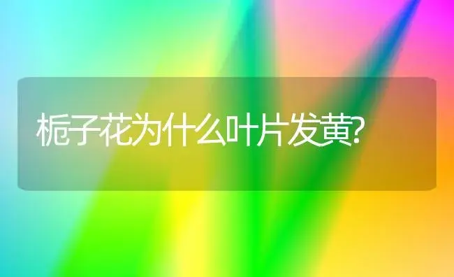 栀子花为什么叶片发黄? | 家庭养花