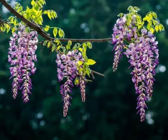 紫藤花花语是什么，紫藤花的花语和寓意(深深的思念/缠绵的爱/寓意爱情)