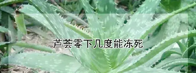 芦荟零下几度能冻死