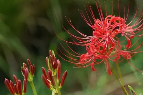 玫瑰石蒜花语