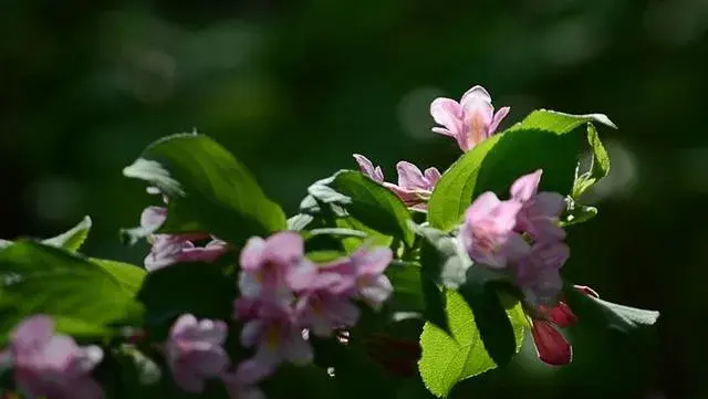 錦带花花语有哪些？