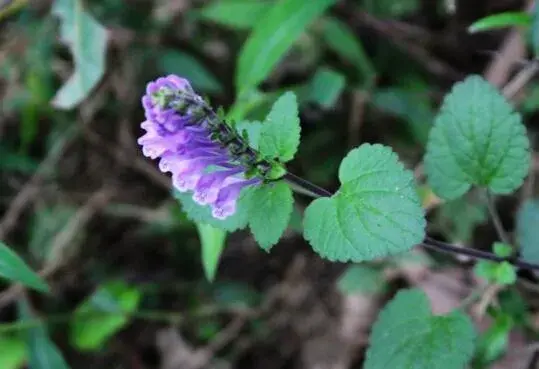 韩信草花语是什么，韩信草的花期多长/花语阳光/花期2-6月