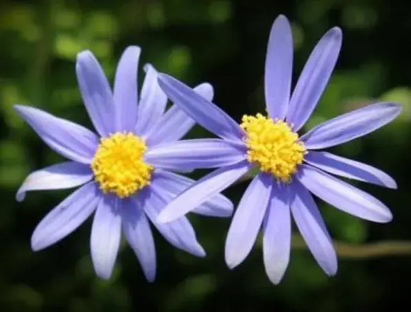 蓝色雏菊花语是什么，天真快乐永驻_花语大全