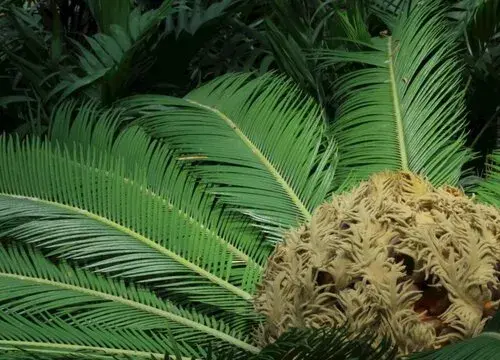 表示坚持的花 花语是坚持的花有哪些？