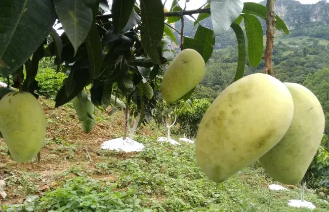 芒果采收后怎样管理