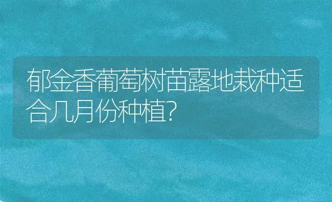 郁金香葡萄树苗露地栽种适合几月份种植？ | 绿植常识