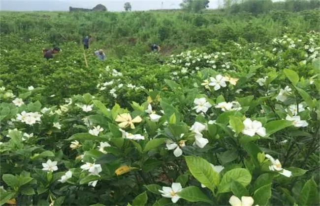 栀子花叶片发黄 因素及防治和治疗