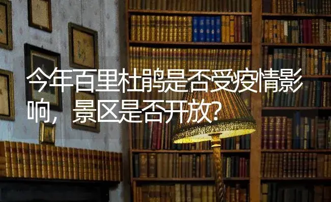 今年百里杜鹃是否受疫情影响，景区是否开放？ | 绿植常识