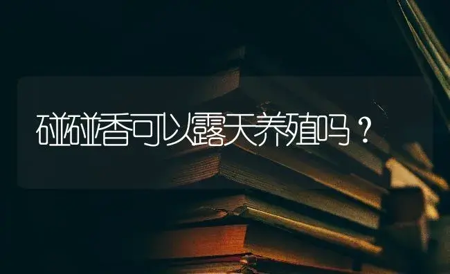 碰碰香可以露天养殖吗？ | 多肉养殖