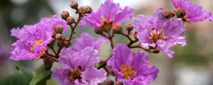 大花紫薇花语是什么