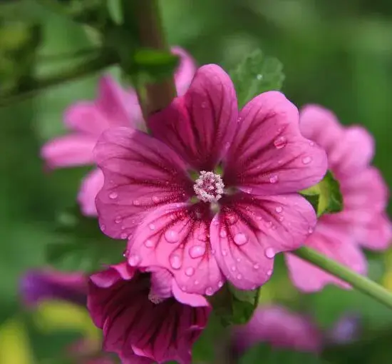 锦葵的花语和象征意义，既讽刺又有独特风味象征日久生情之意