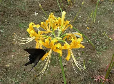 花草忽地笑的花语和传说