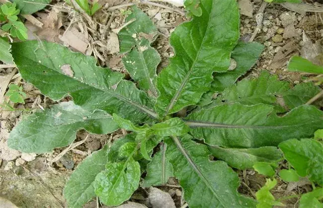 地胆草的栽培技术