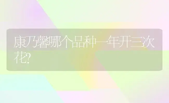 康乃馨哪个品种一年开三次花？ | 绿植常识