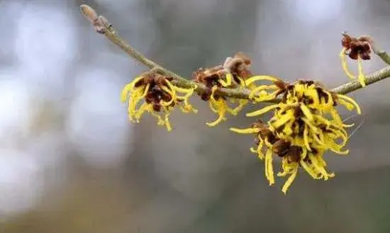 金缕梅的花期 金缕梅的花语