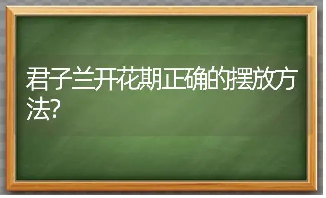 君子兰开花期正确的摆放方法？ | 绿植常识