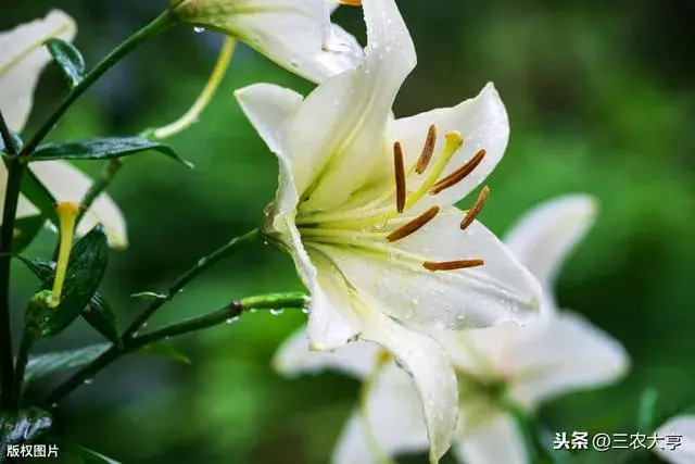 食用百合怎么施肥