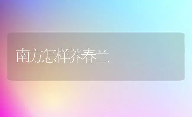 南方怎样养春兰 | 家庭养花