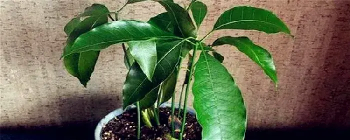 芒果仁怎么种成盆栽