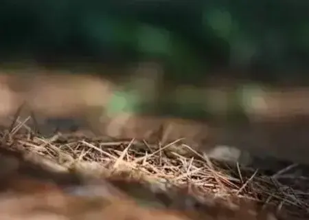 盆景知识 | 种花的土怎么配