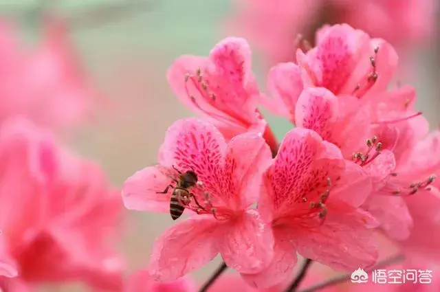 英文—花的名称及花语？