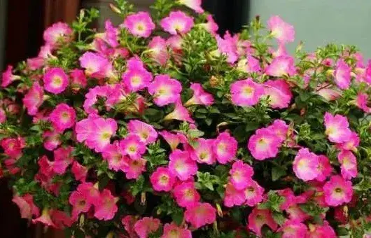 垂吊矮牵牛花的养殖方法及管理要点