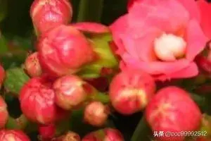 长寿花怎样养？