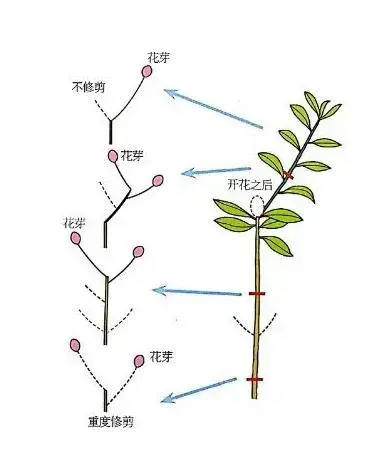 安酷杜鹃修剪方法图解？