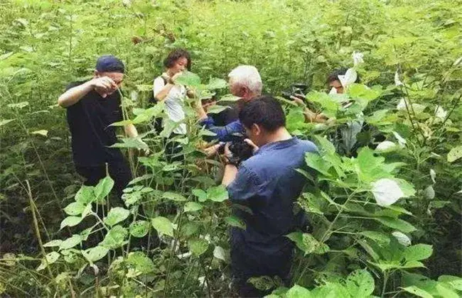 苎麻的栽培技术