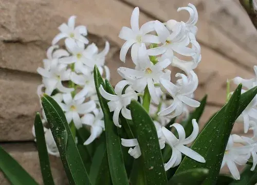 表示新生的花 花语是新生的花