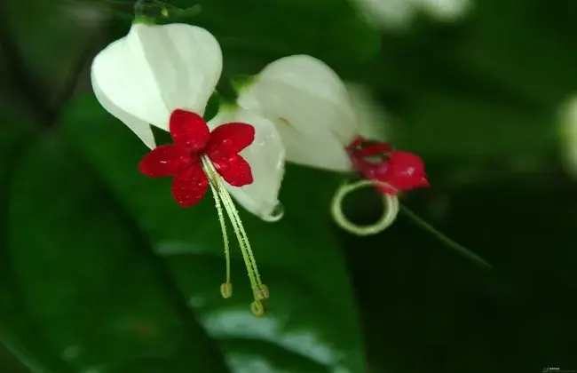 龙吐珠为什么不开花