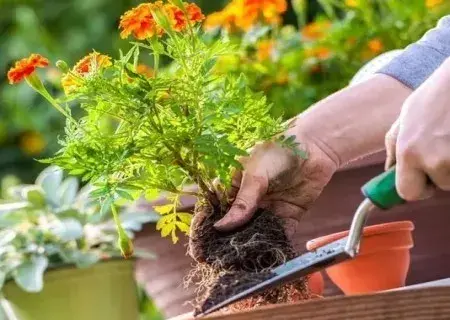 盆景养护管理 | 盆花翻盆技术