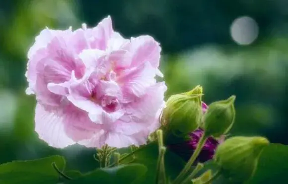 芙蓉花什么时候开，芙蓉花的花语是什么/纯洁