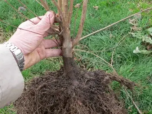 盆景材料 | 三角枫盆景的取材及素材培育