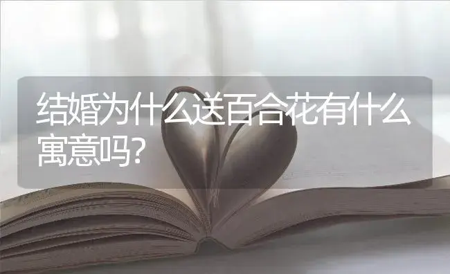 结婚为什么送百合花有什么寓意吗？ | 绿植常识