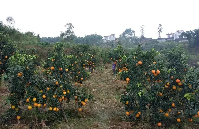 丑橘的栽培措施