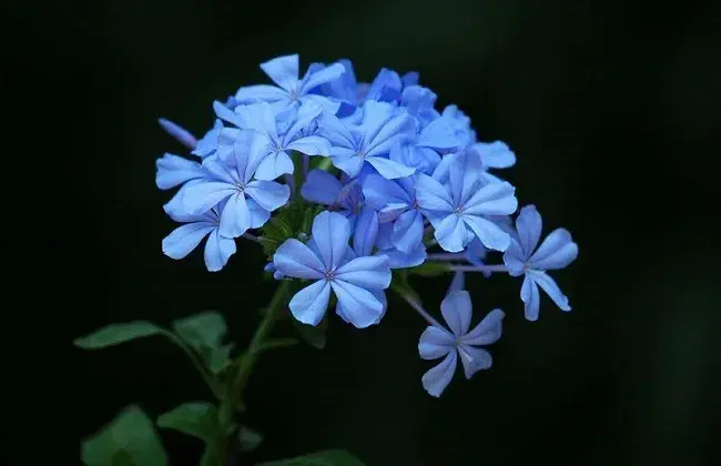 蓝雪花的养殖办法