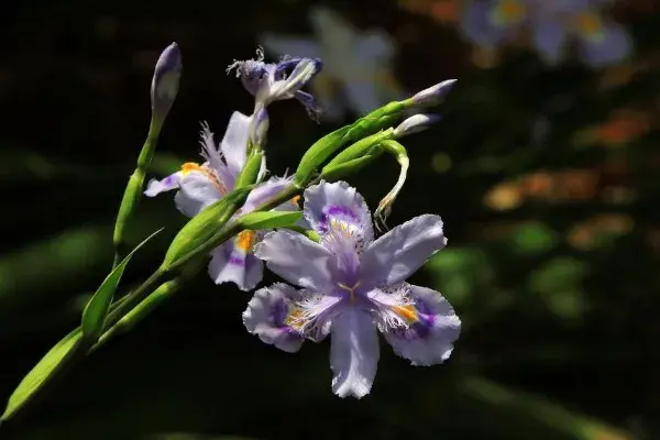 鸢尾花花语，不同颜色的鸢尾花有着不同的花语