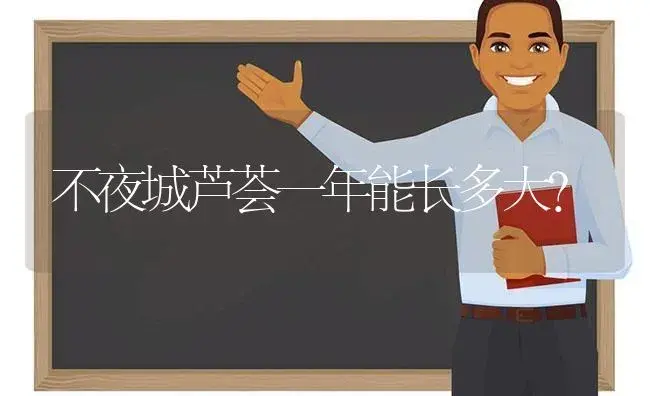不夜城芦荟一年能长多大？ | 多肉养殖