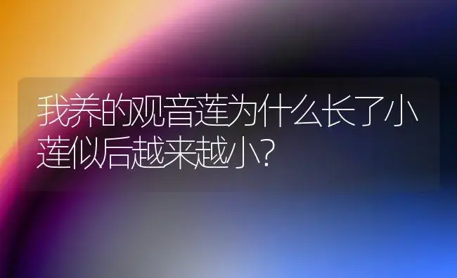 我养的观音莲为什么长了小莲似后越来越小？ | 多肉养殖